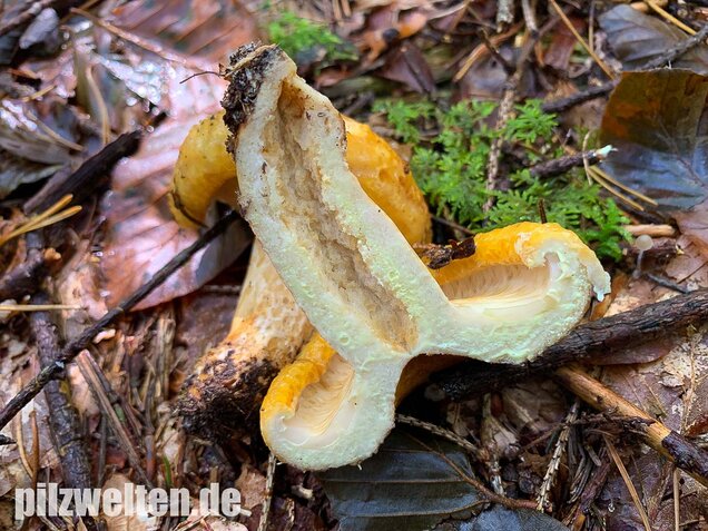 Grubiger Milchling, Lactarius scrobiculatus
