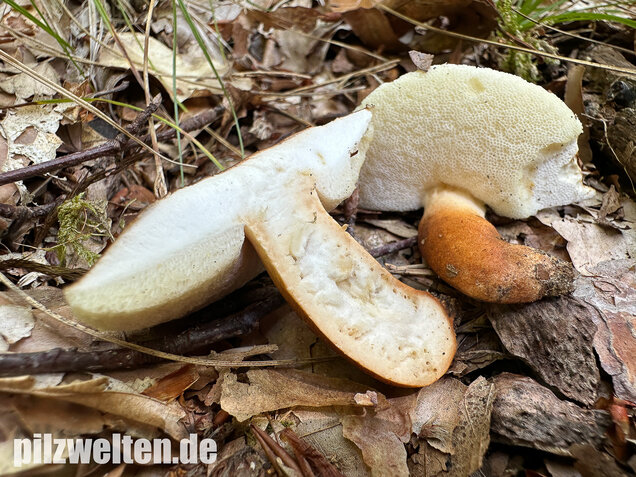 Hasenröhrling, Zimtröhrling, Gyroporus castaneus