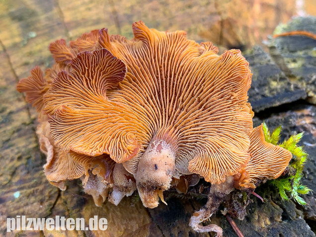 Herber Zwergknäueling, Panellus stipticus