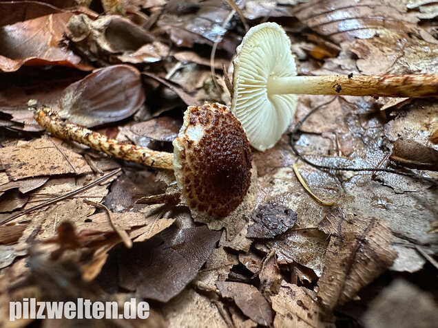 Kastanienbrauner Schirmling, Lepiota castanea