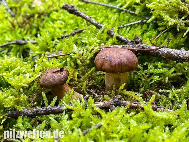 Maronenröhrling, Imleria badia