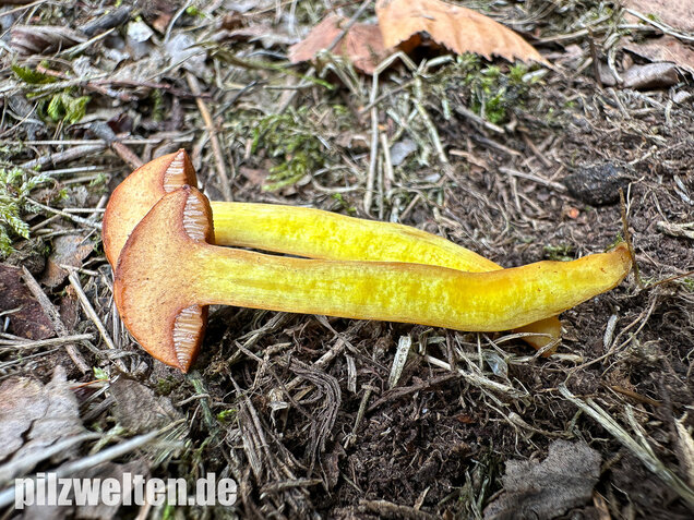 Pfefferröhrling, Chalciporus piperatus
