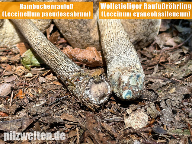 Hainbuchenraufuß, Leccinellum pseudoscabrum