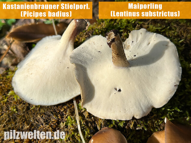 Maiporling, Bewimperter Stielporling, Lentinus substrictus