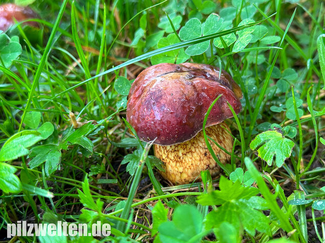 Rothütiger Hexenröhrling, Suillellus rubriceps
