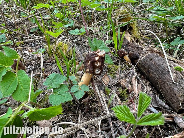 Runzelige Fingerhutverpel, Verpa digitaliformis