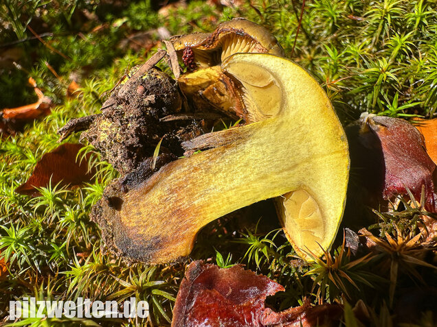 Schwarzgrüner Klumpfuß, Calonarius atrovirens