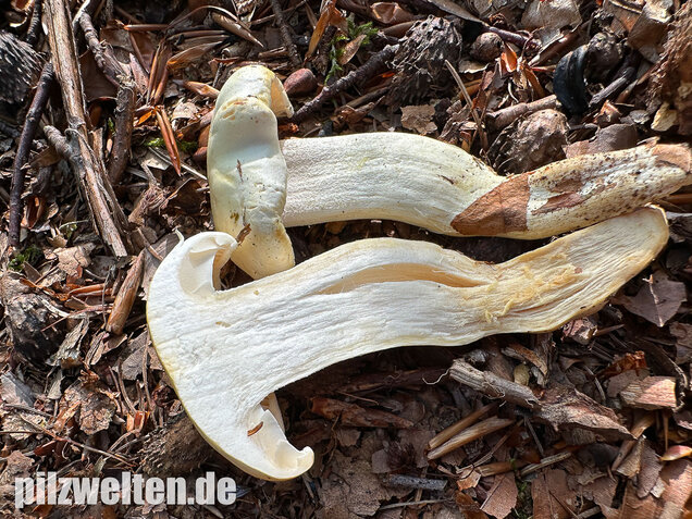 Gelbverfärbender Schneckling, Hygrophorus discoxanthus