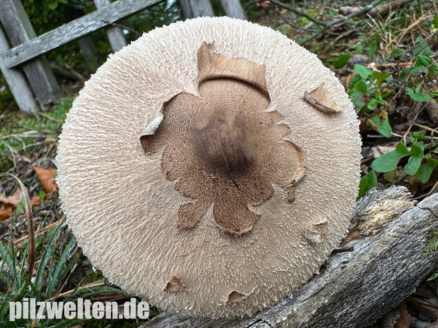 Sternschuppiger Riesenschirmling, Grobscholliger Riesenschirmling, Macrolepiota rhodosperma