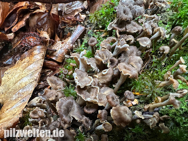 Krause Kraterelle, Krauser Leistling, Craterellus undulatus