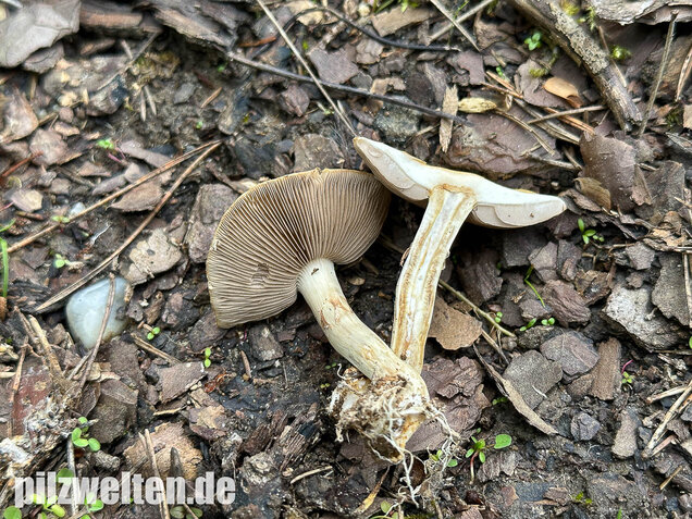 Voreilender Ackerling, Agrocybe praecox