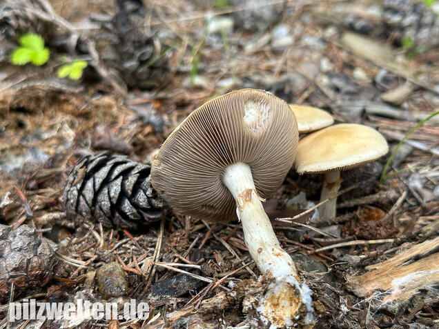 Voreilender Ackerling, Agrocybe praecox