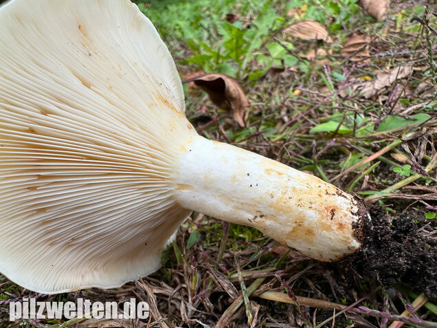 Blasser Zonenmilchling, Scharfer Pappelmilchling, Lactarius evosmus