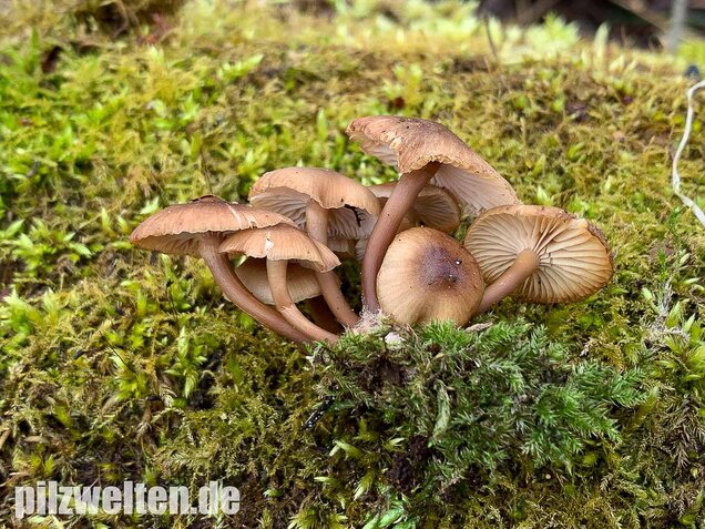 Winter-Helmling, Mycena tintinnabulum