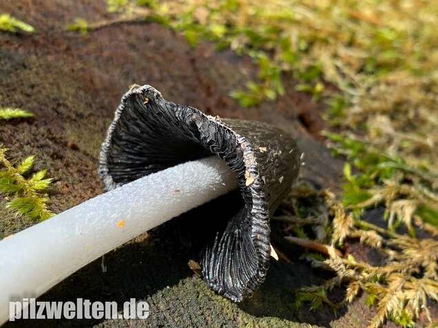 Wollstieliger Dungtintling, Coprinopsis cinerea
