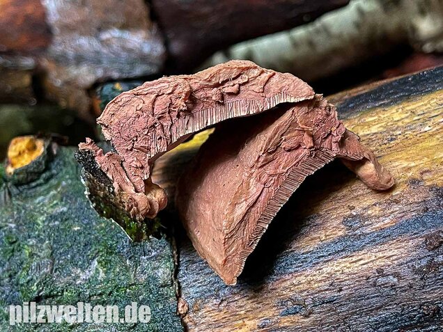 Zimtfarbener Weichporling, Hapalopilus rutilans