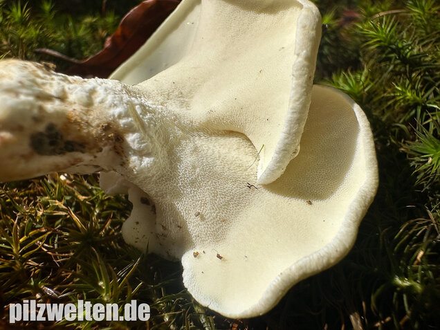 Zitronenporling, Albatrellus citrinus