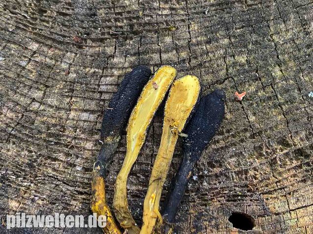 Zungenkernkeule, Tolypocladium ophioglossoides