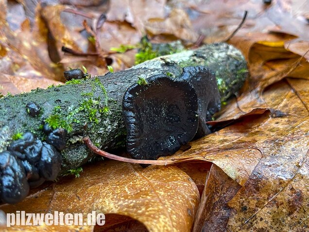 Abgestutzter Drüsling, Stoppeliger Drüslinge, Exidia glandulosa