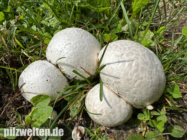 Bleigrauer Zwergbovist, Bleibovist, Bovista plumbea