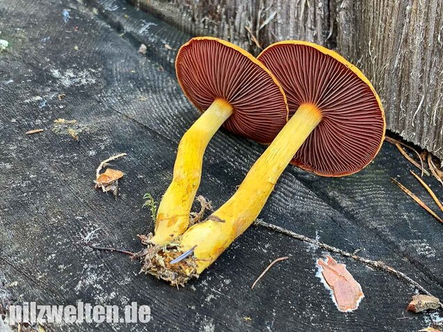Blutblättriger Hautkopf, Cortinarius semisanguineus