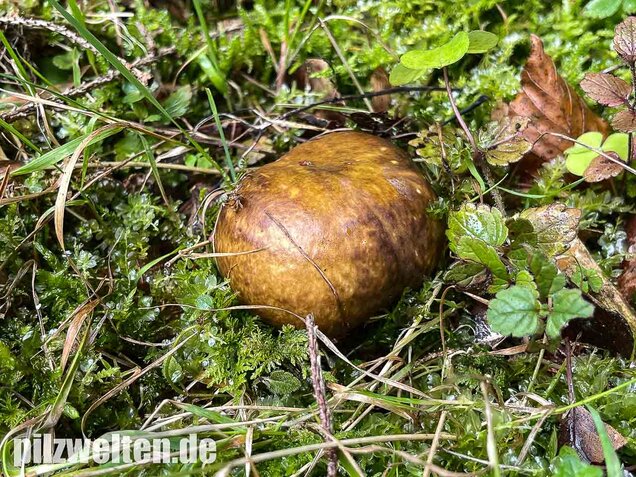 Brauner Ledertäubling, Elefantentäubling, Russula integra