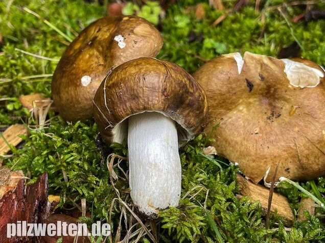 Brauner Ledertäubling, Elefantentäubling, Russula integra