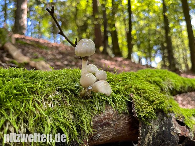 Buchenschleimrübling, Mucidula mucida