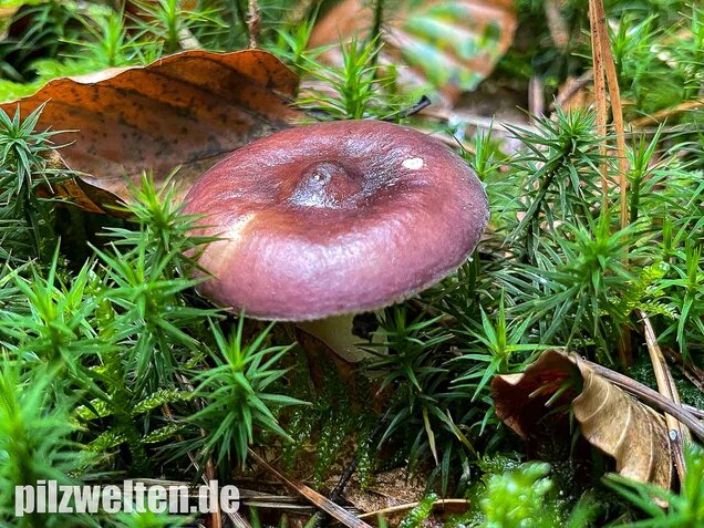 Buckeltäubling, Russula caerulea