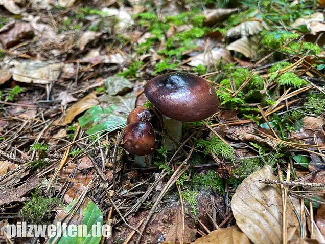 Buckeltäubling, Russula caerulea
