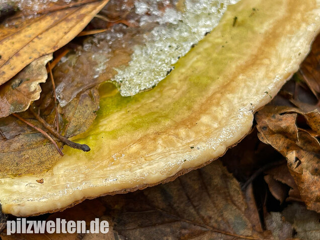 Buckeltramete, Trametes gibbosa
