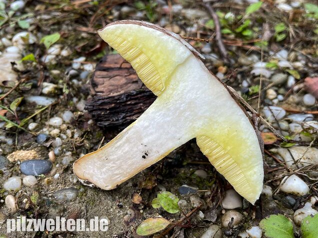 Butterpilz, Butterröhrling, Suillus luteus