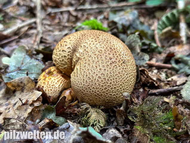 Dickschaliger Kartoffelbovist, Scleroderma citrinum