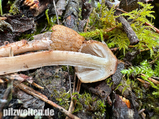 Frühlingsrisspilz, Später Risspilz, Inocybe nitidiuscula