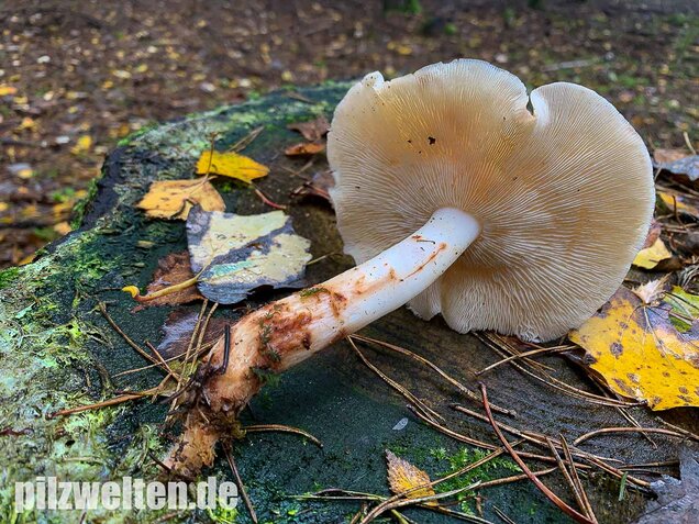 Gefleckter Rosasporrübling, Rhodocollybia maculata