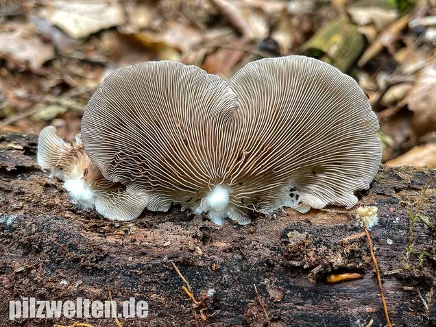 Großes Stummelfüßchen, Crepidotus autochthonus