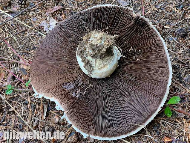 Großsporiger Riesenchampignon, Agaricus urinascens