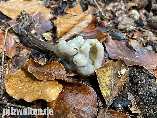 Grubenlorchel, Helvella lacunosa