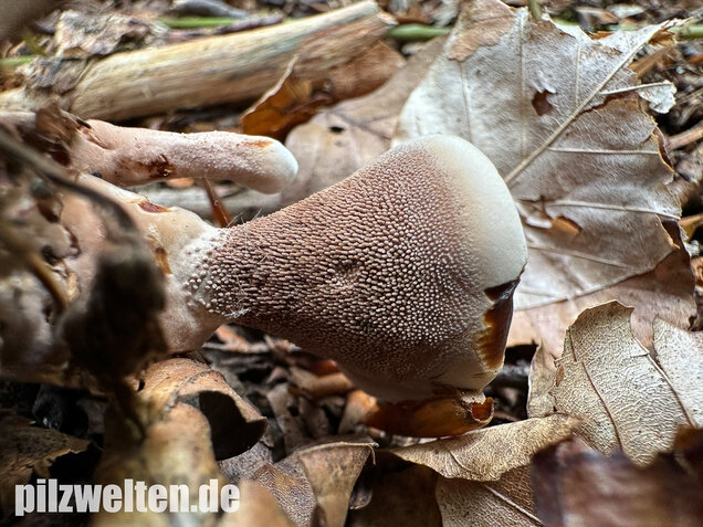 Grubiger Korkstacheling, Hydnellum scrobiculatum