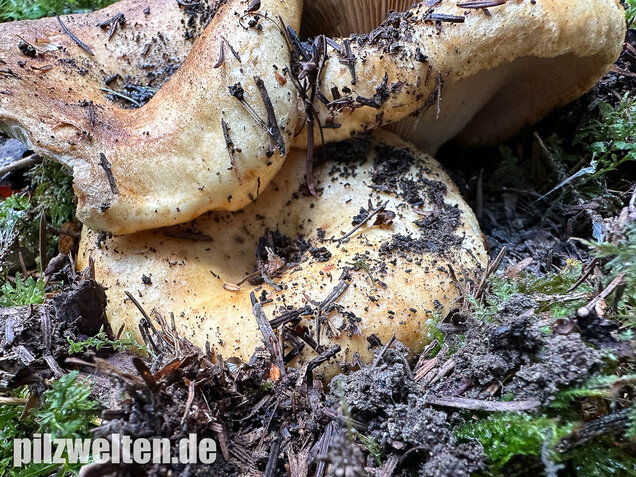 Grubiger Weißtannenmilchling, Lactarius intermedius