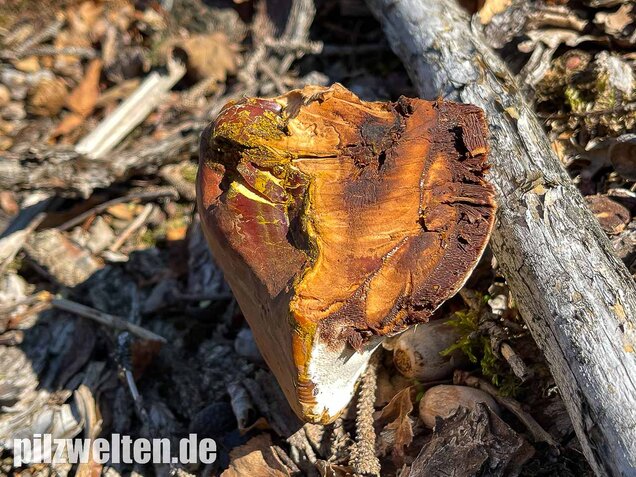 Harziger Lackporling, Ganoderma resinaceum