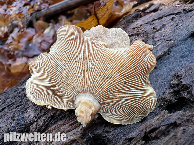 Herber Zwergknäueling, Panellus stipticus