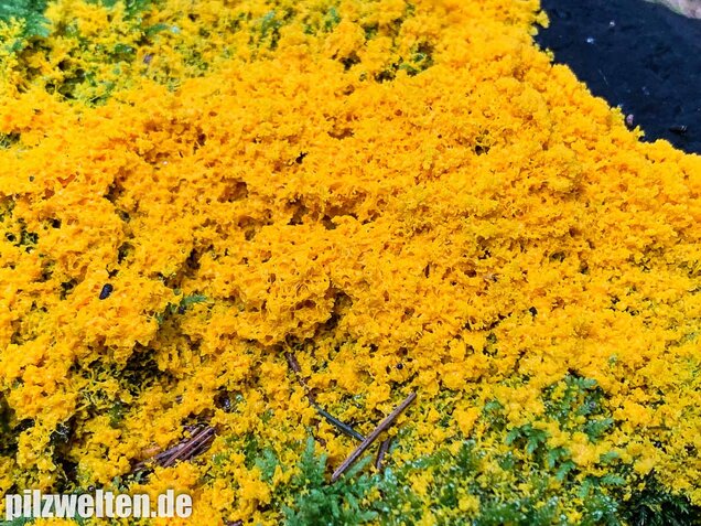 Hexenbutter, Fuligo septica