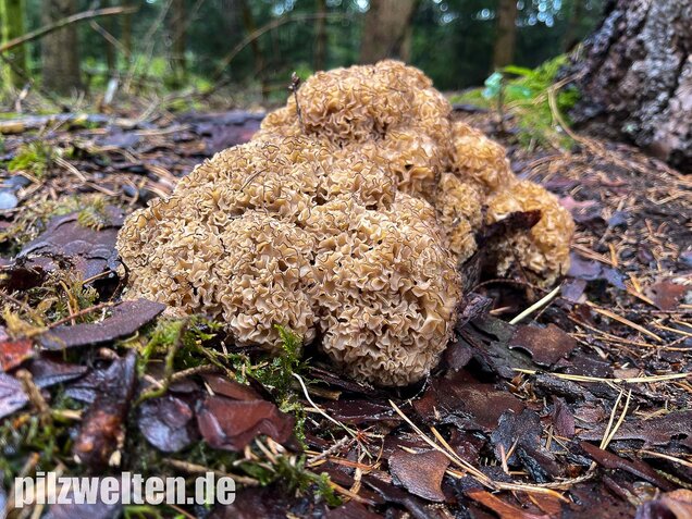 Krause Glucke, Sparassis crispa