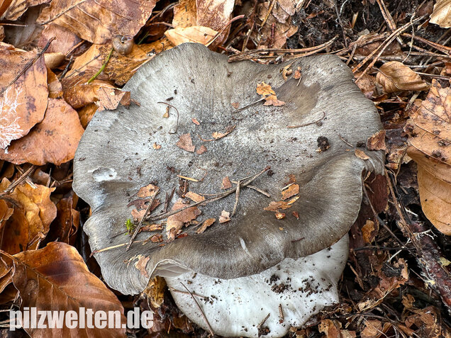 Märzschneckling, Märzellerling, Hygrophorus marzuolus