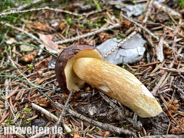 Maronenröhrling, Imleria badia