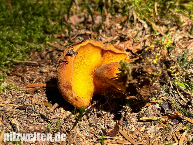 Nadelholzröhrling, Nadelholz-Pulverröhrling, Buchwaldoboletus lignicola