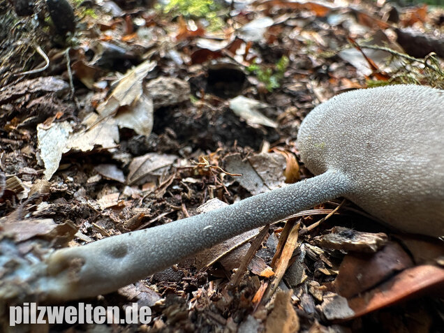 Langstielige Becherlorchel, Grauer Langfüßler, Helvella macropus