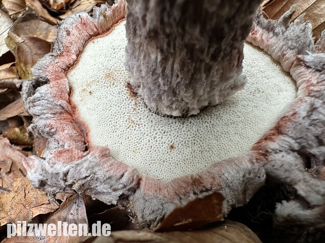 Strubbelkopfröhrling, Strobilomyces strobilaceus