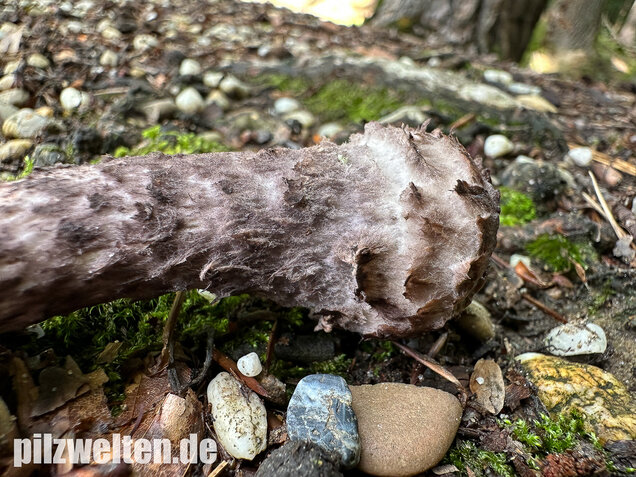 Strubbelkopfröhrling, Strobilomyces strobilaceus